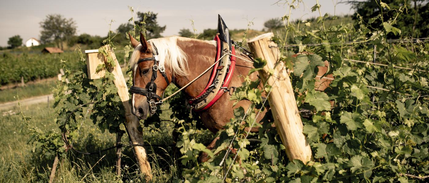 Pferd im Käferberg